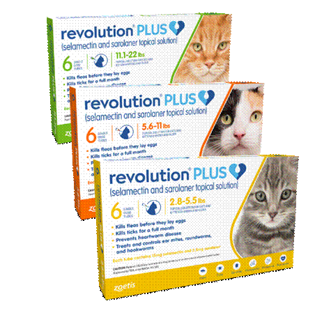 Revolution Plus (Cats)