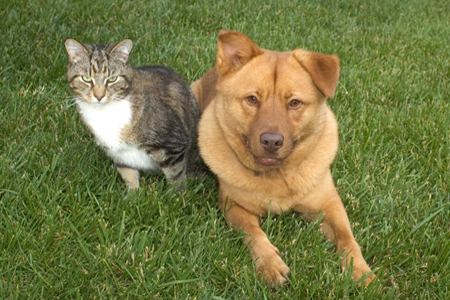 Dog and a Cat in the Yard